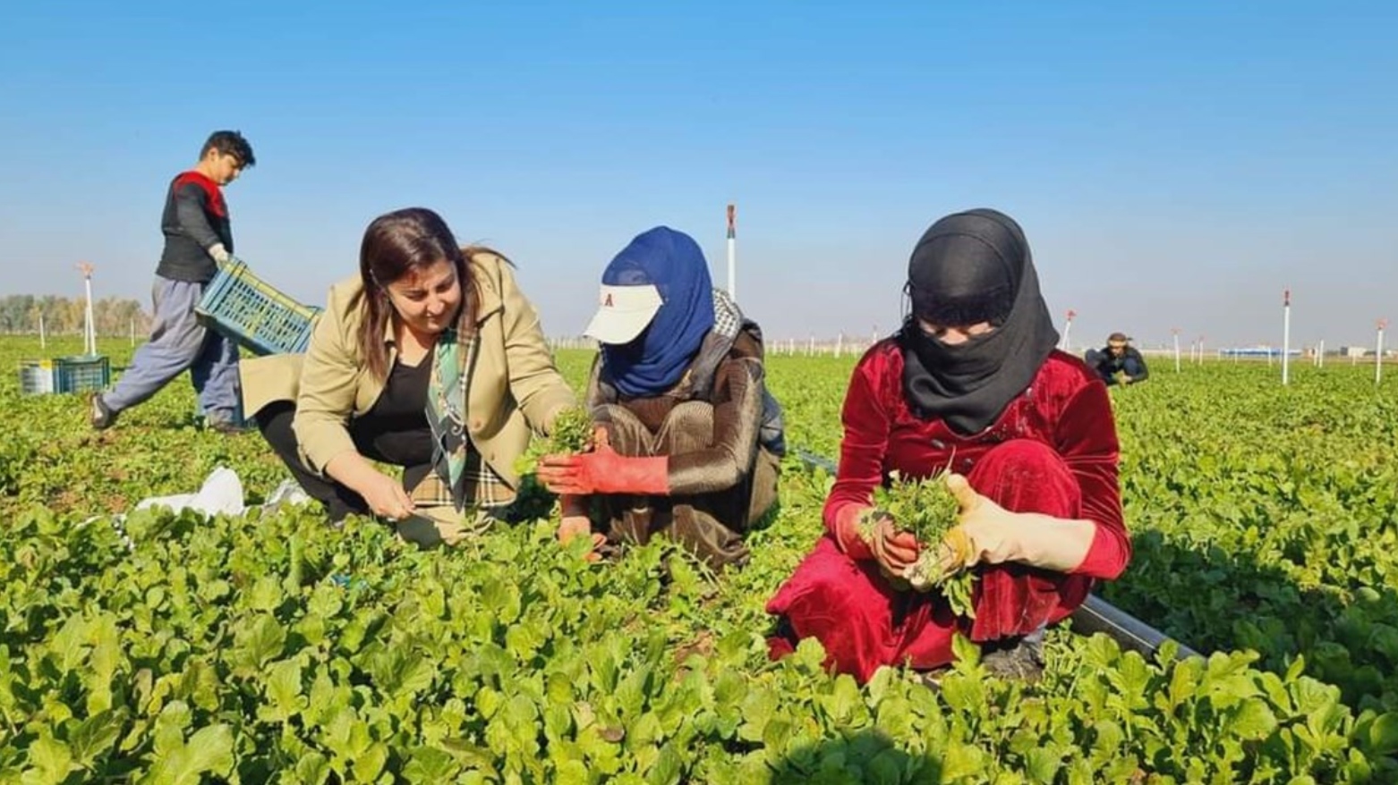 بیگرد طالبانی، وزیر کشاورزی اقلیم کوردستان در کنار کشاورزان